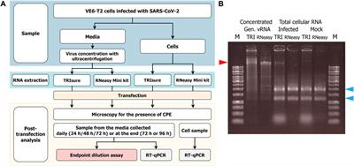 Infectious viruses from transfected SARS-CoV-2 genomic RNA